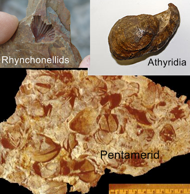 Silurian Plants - Pentamerid Rhynchonellids Athyridia