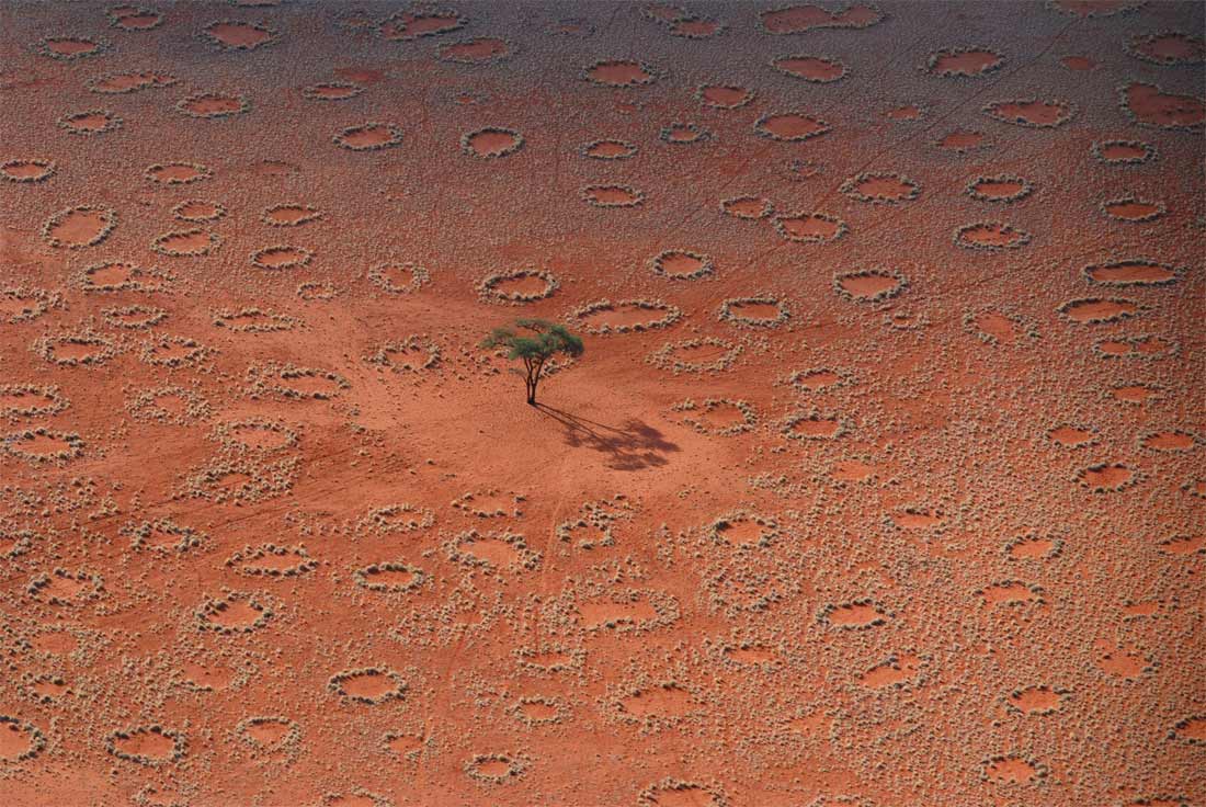 Fairy Rings Africa Namibia Desert - With Tree