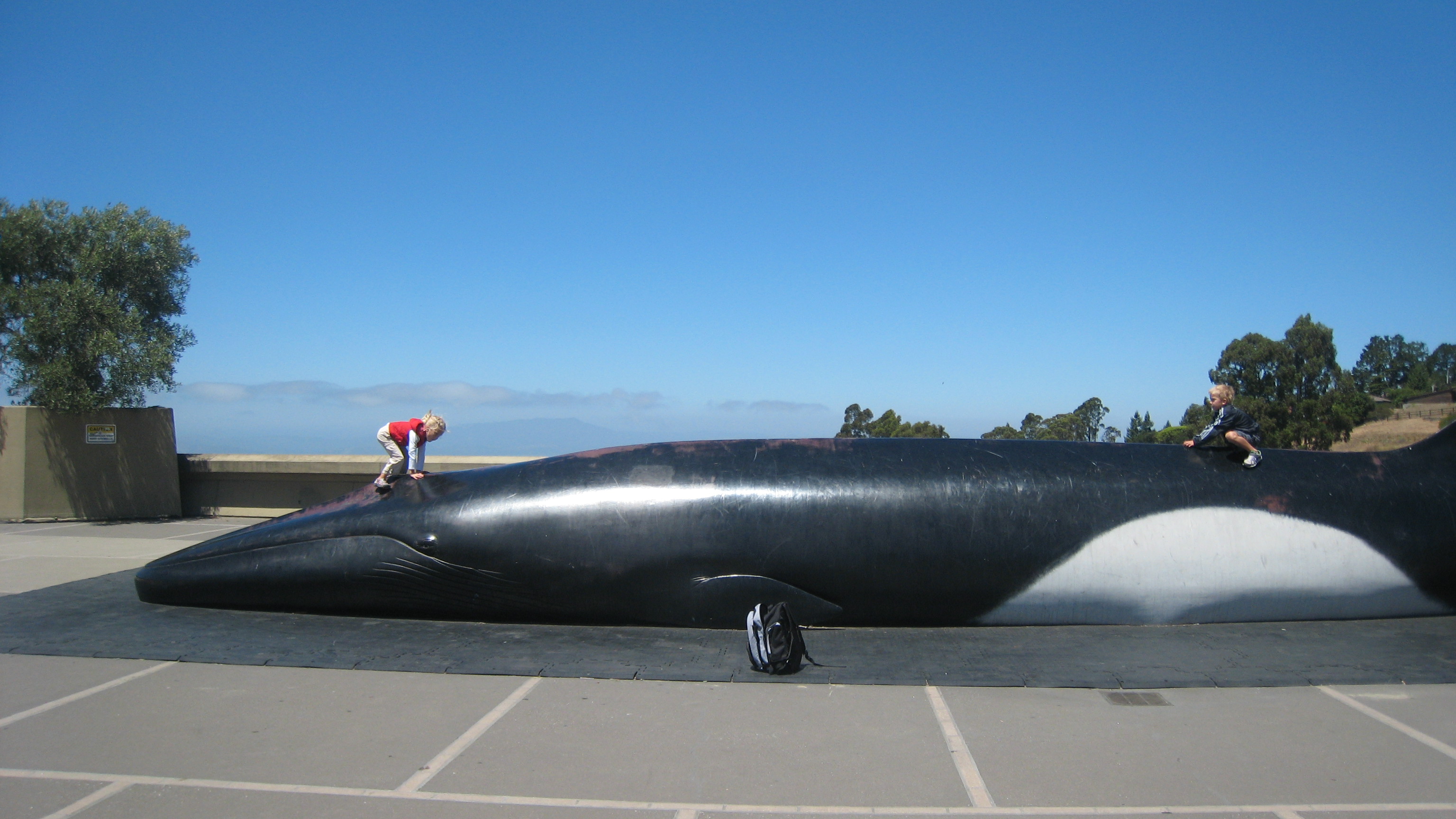 Fin Whale - Pheena - Berkeley Lawrence