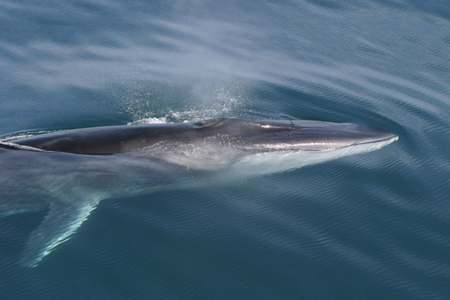 Fin Whale - Right Hand Side