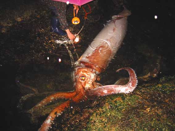 Giant Squid - First Ever Photo - Japan