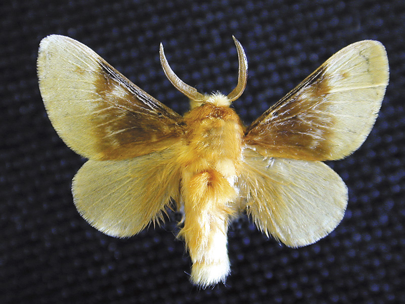 Megalopyge opercularis - Adult Asp Moth