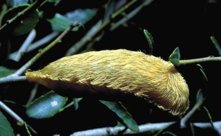 Megalopyge opercularis - Flanel Caterpillar At Night