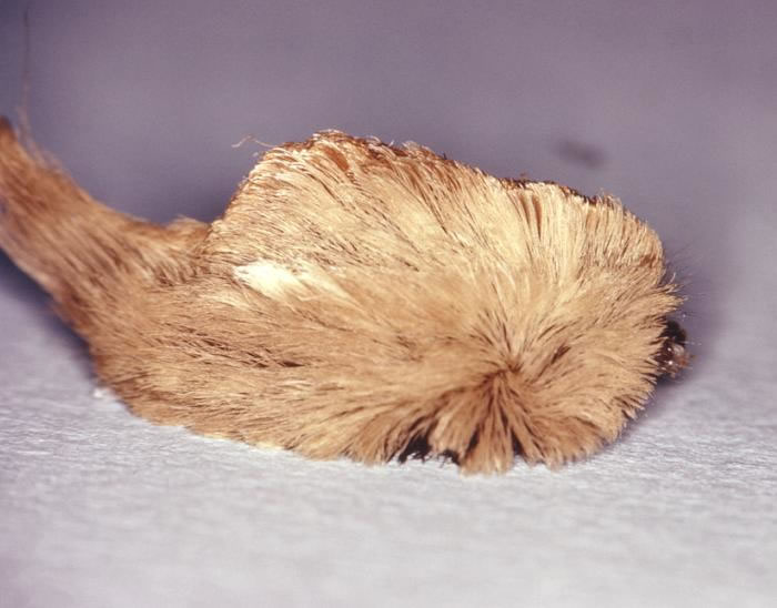 Megalopyge opercularis - Flanel Caterpillar