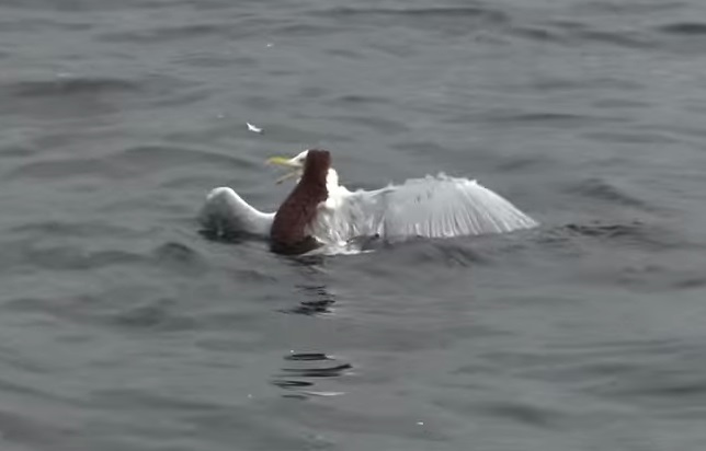 Seagull Fighting Weasel In The Sea Video 2