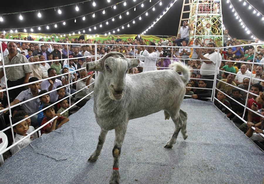 Damascus Goats Shami - Competition 2