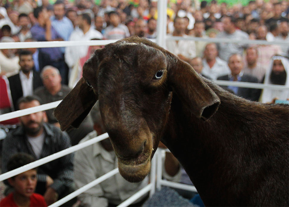 Damascus Goats Shami - Face And Ears