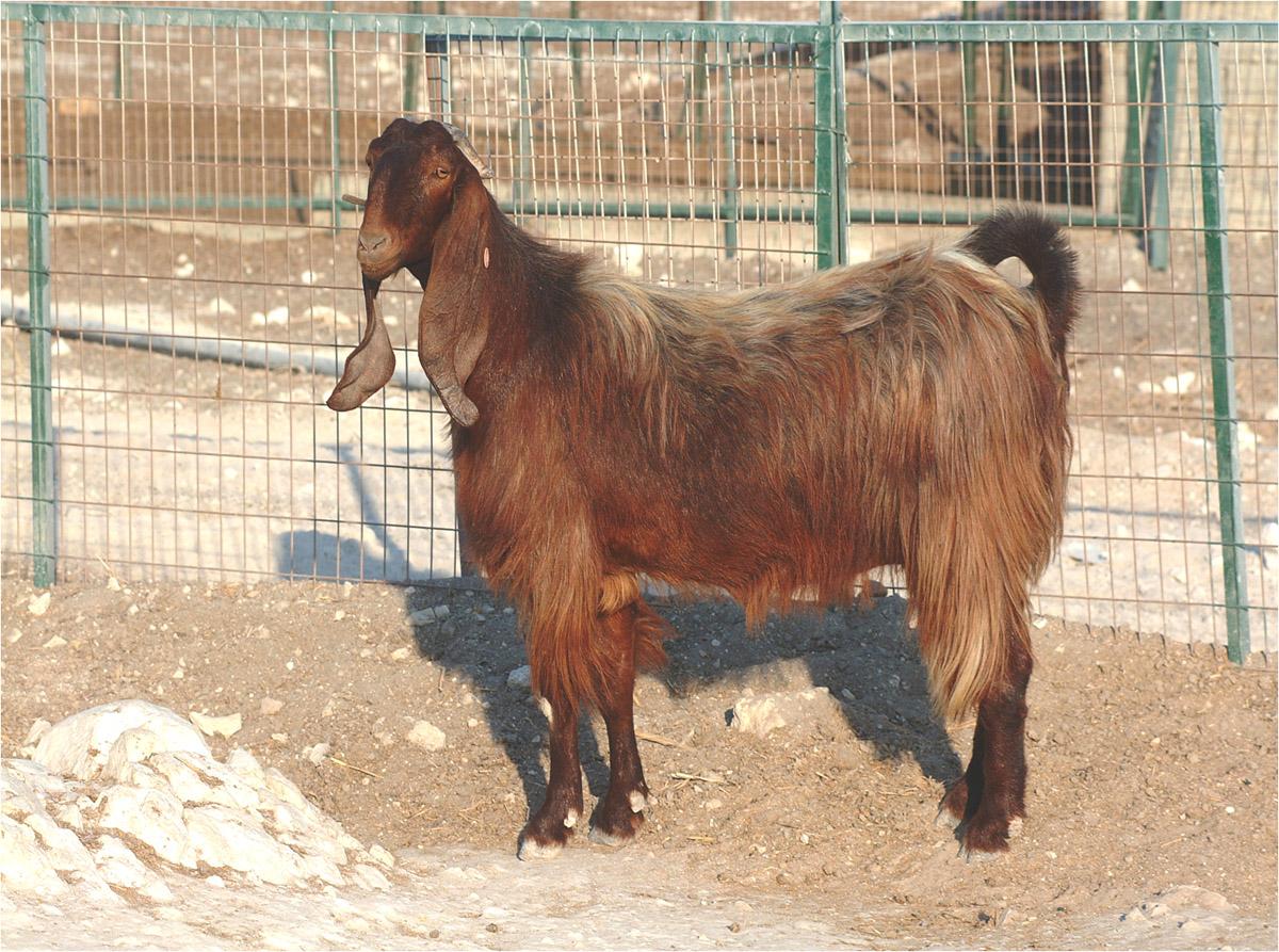 Damascus Goats Shami - Long Ears