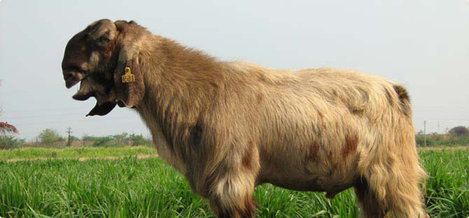 Damascus Goats Shami - Strangest Goat