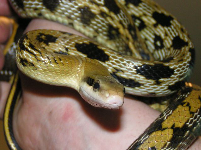 Troglobites - Beauty snake