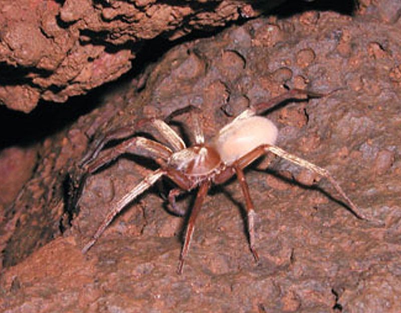 Troglobites - Kauaʻi cave wolf spider