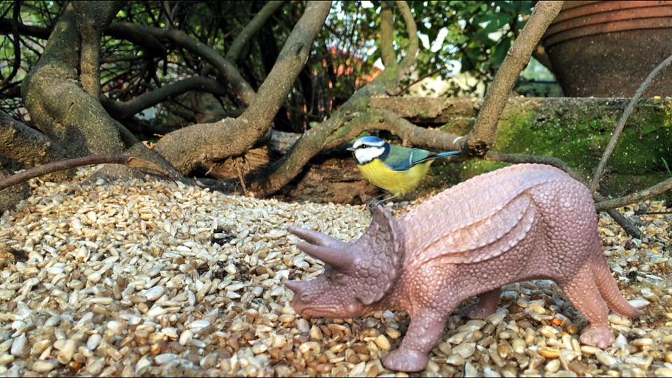 Real Birds Vs Toy Dinosaurs - Blue Tit Riding Triceratops