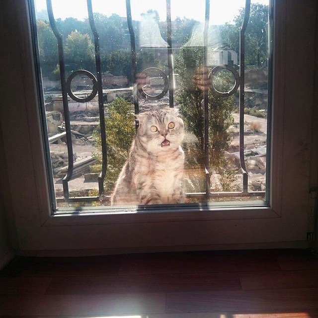 Awesome Photos From Russia - Terrifying Cat