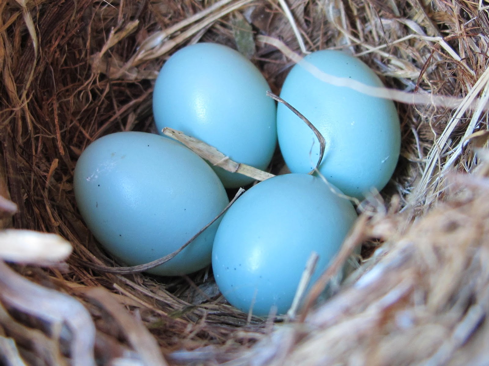 Blue Jay Nest Eggs