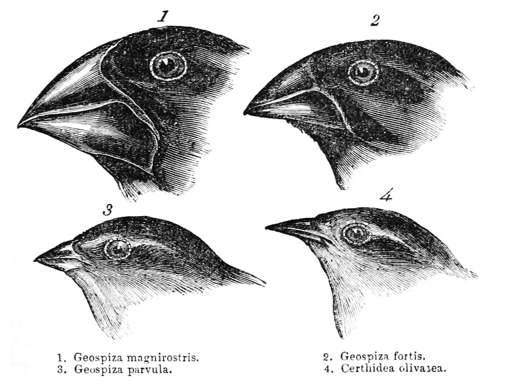 Evidence Of Evolution In Action: 3 Examples Of Speciation • Lazer Horse