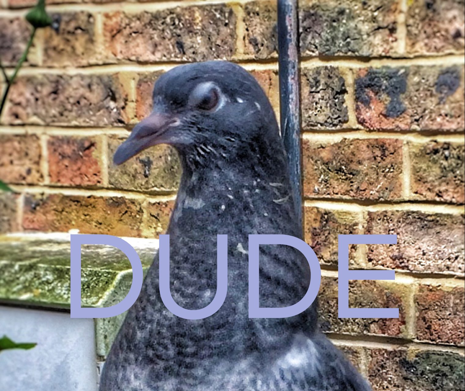 Cool Pigeon Facts