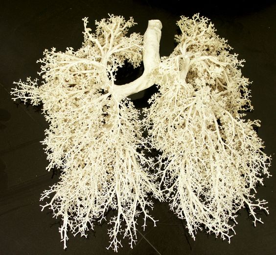 Things That Look Like Trees - Bronchial Tree Lungs