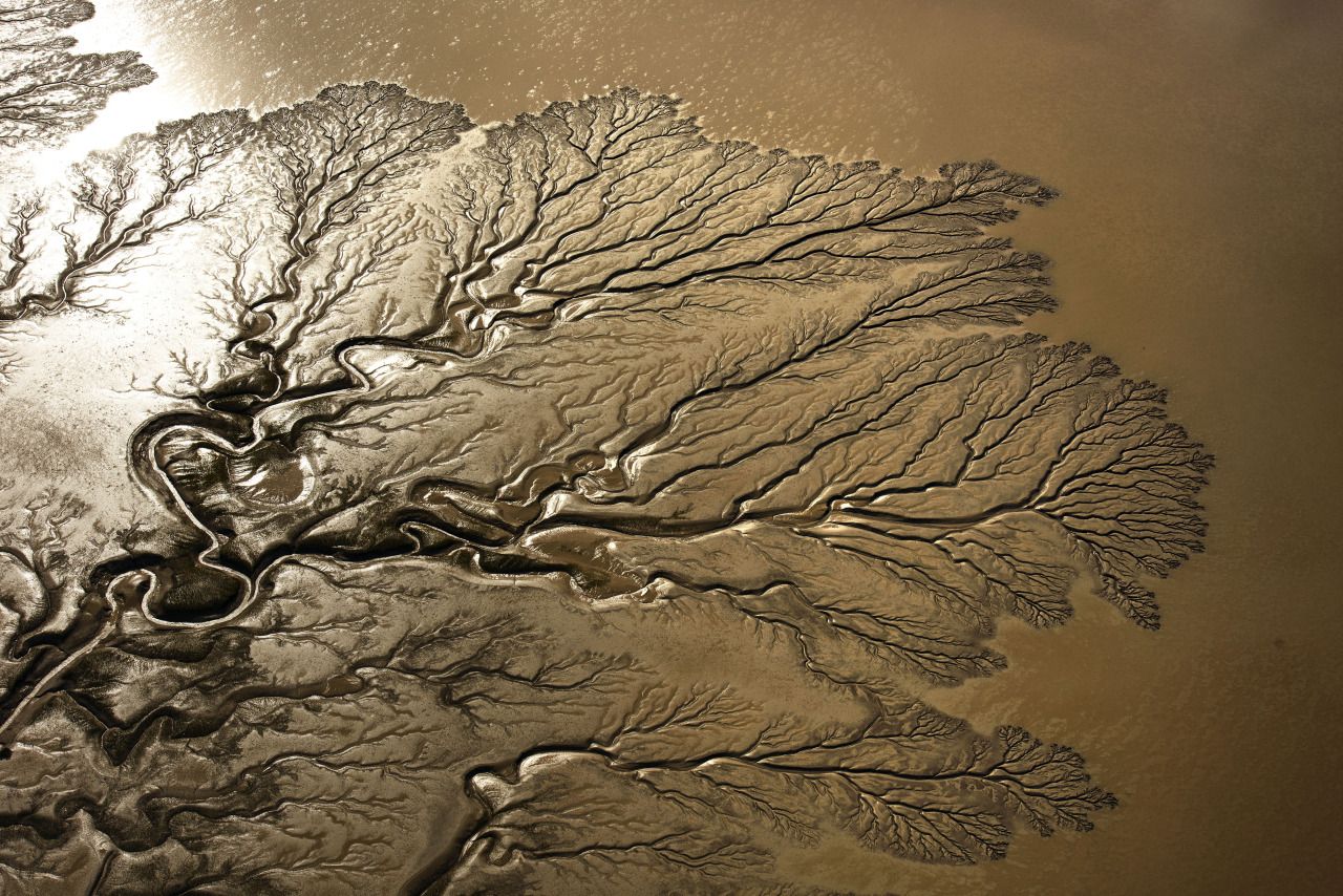 Things That Look Like Trees - Rivers Mexico Baja Desert 2