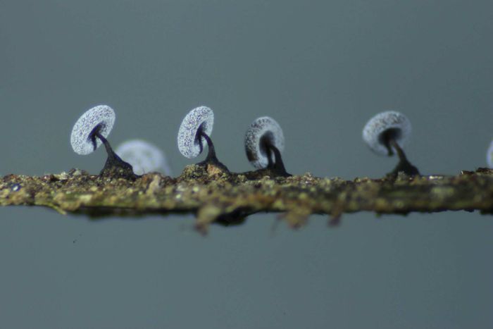 Things That Look Like Trees - Slime mold Didymium clavus