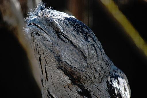 Things That Look Like Trees - Tawny Frogmouth