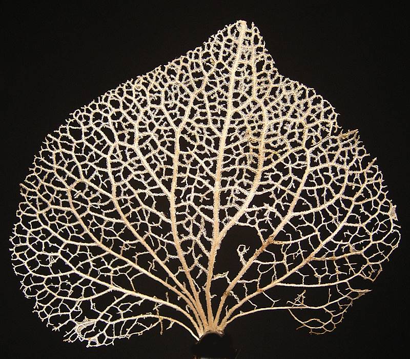Things That Look Like Trees - Vein skeleton of a Hydrangea leaf