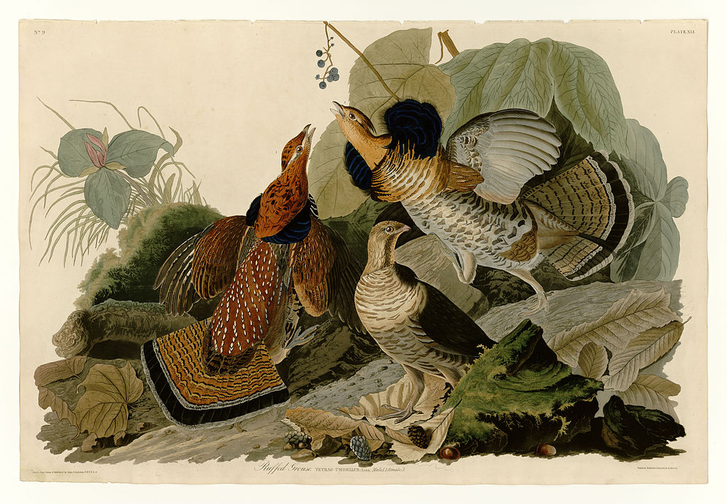 Old Paintings of Birds - Birds of America by John James Audubon 1827-1838