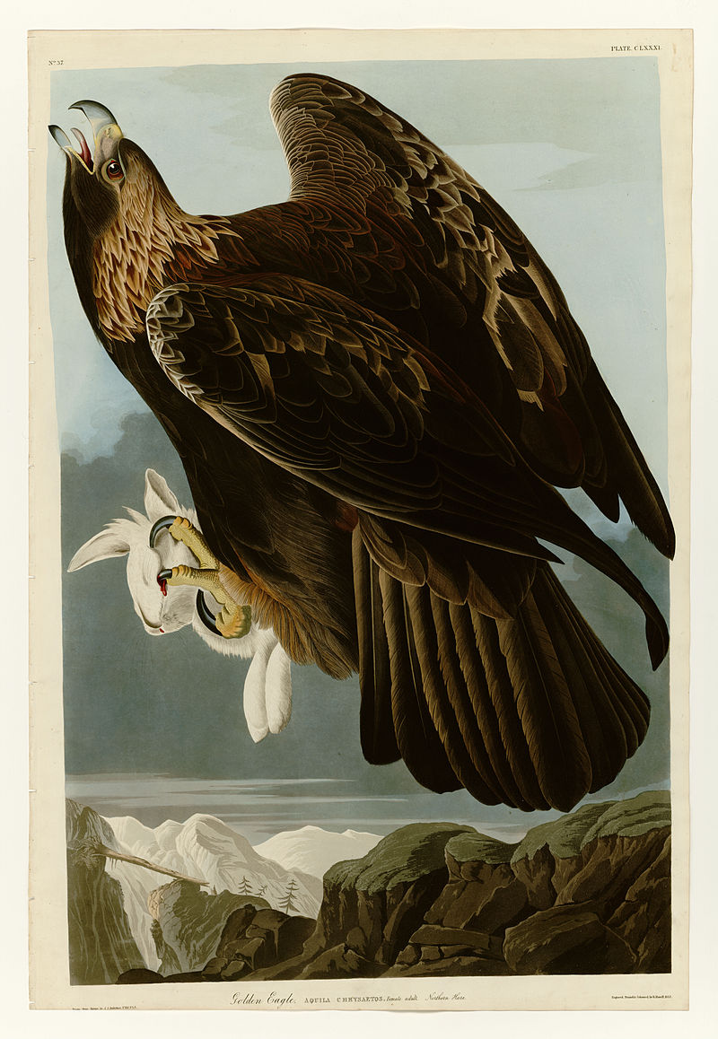 Old Paintings of Birds - Birds of America by John James Audubon 1833 - 1834