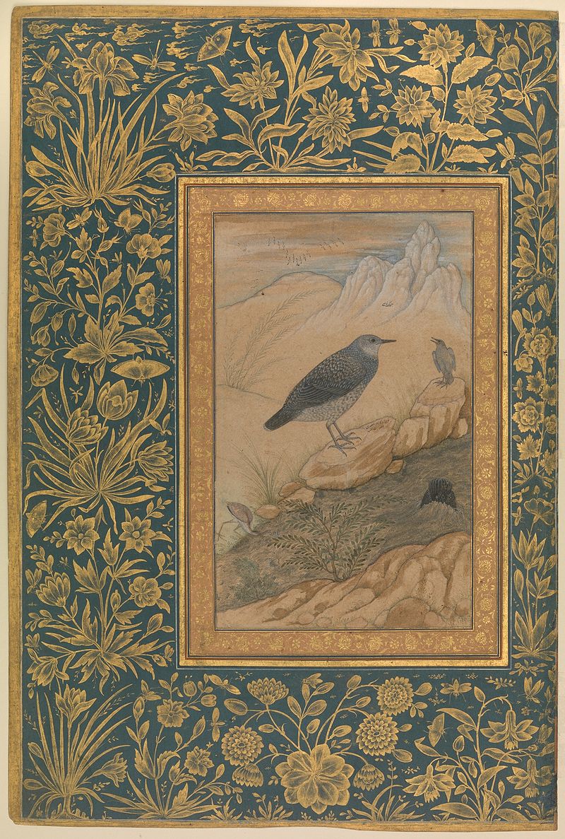 Old Paintings of Birds - Dipper - Ustad Mansur, c. 1625