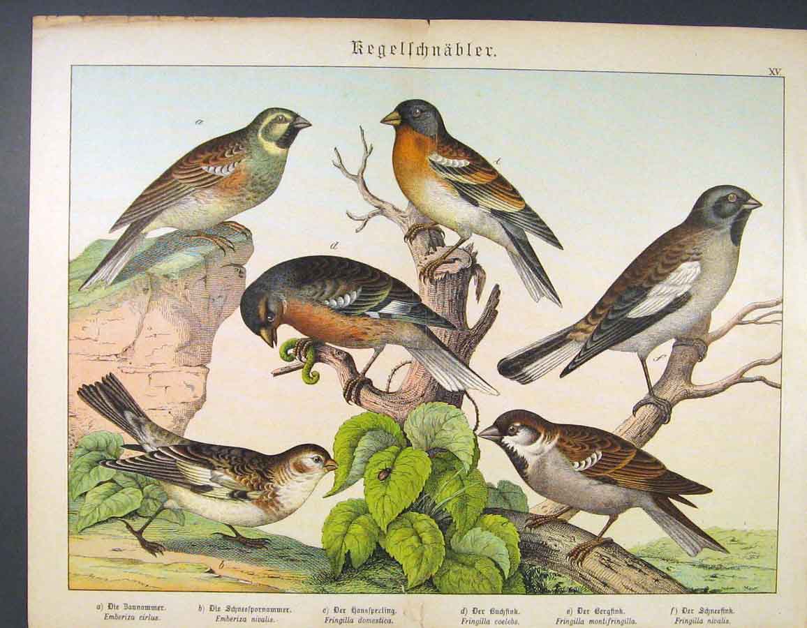 Old Paintings of Birds - German 1880