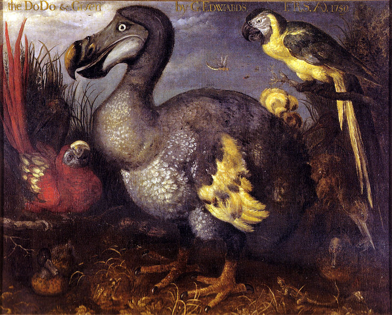 Old Paintings of Birds - Roelant Savery, 1626