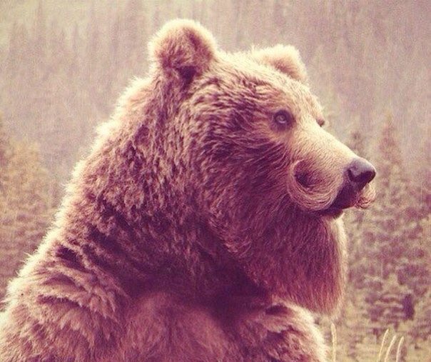 awesome-russia-lol-hipster-bear