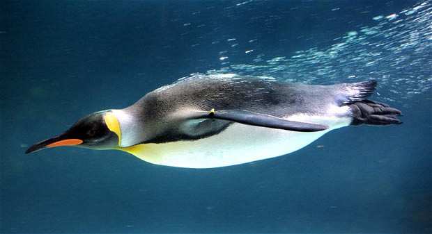 countershading-penguin