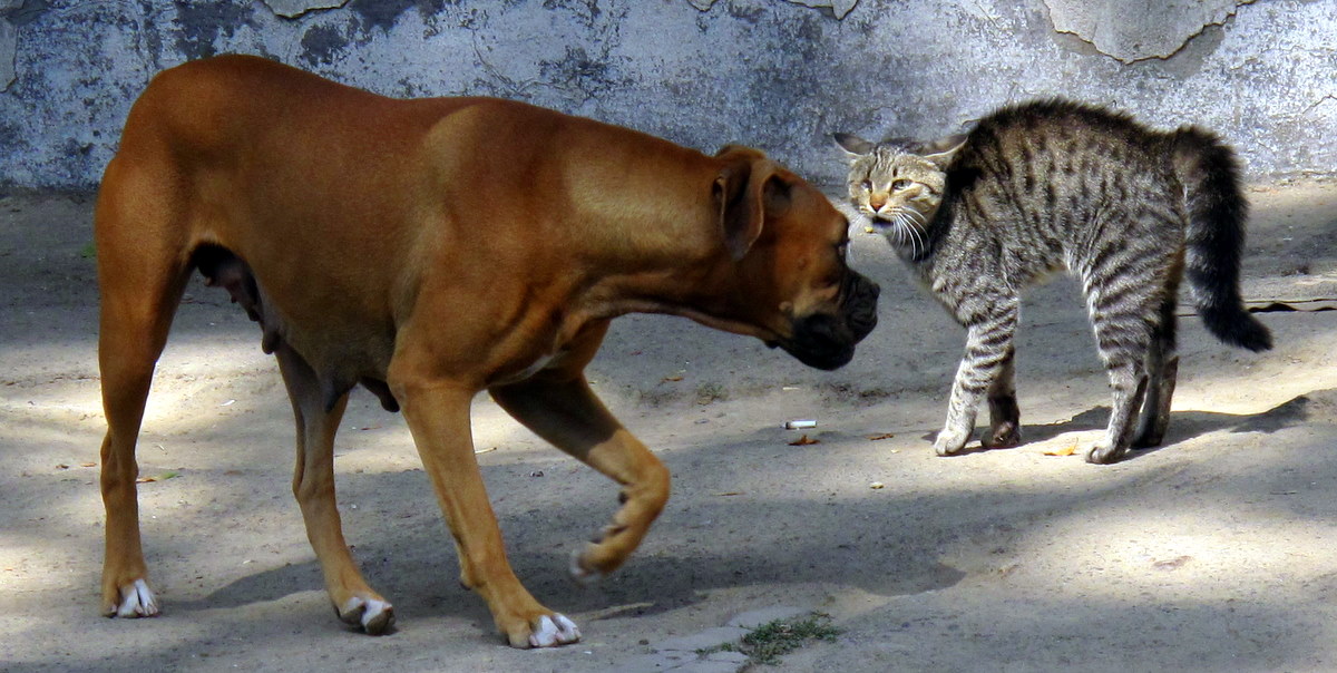 dog-vs-cat-data