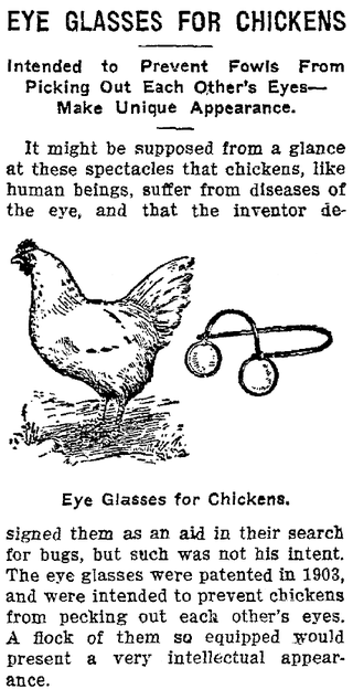 chicken-eye-glasses-cannibalism