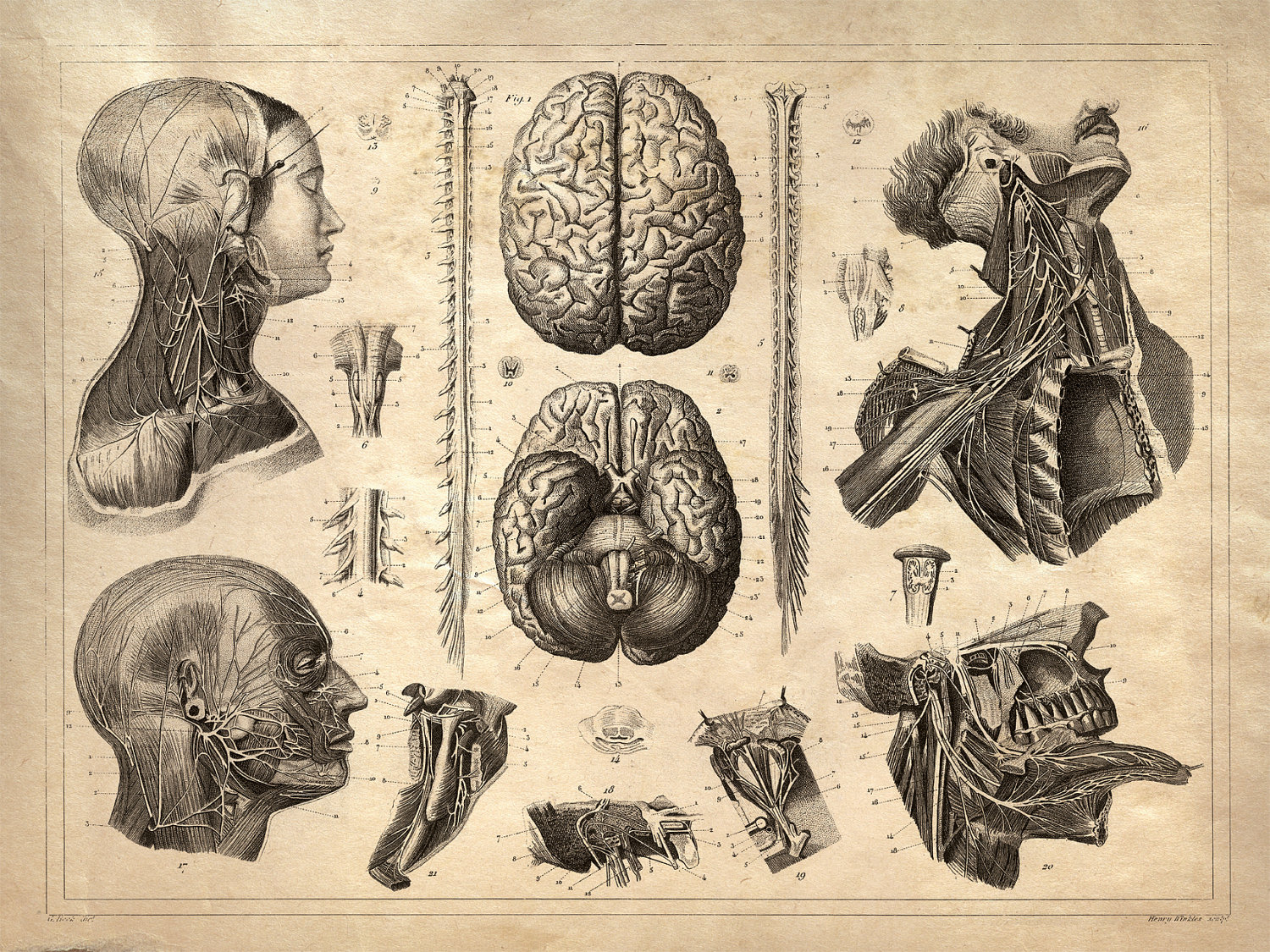 old-anatomy-drawings-head-dissection
