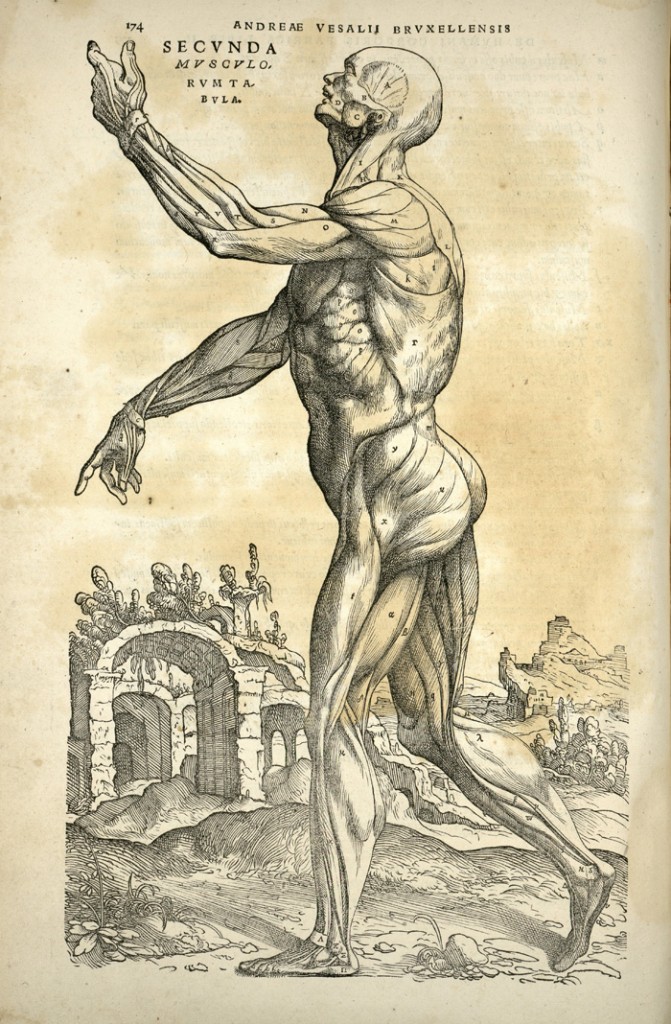 Old Anatomy Drawings Beautifully Strange • Lazer Horse