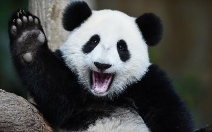 happy-panda