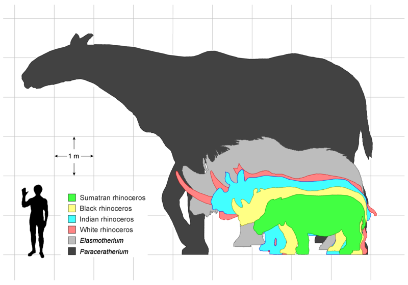 Elasmotherium size chart