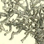 Biological imagery free for use
