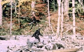 Bigfoot: Could gut bacteria prove its existence?