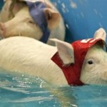 pig-olympics-swimming