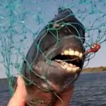 sheepshead-fish-human-teeth