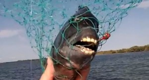 sheepshead-fish-human-teeth