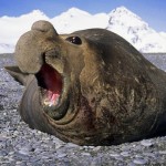 Southern elephant seal