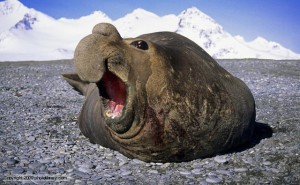 Southern elephant seal