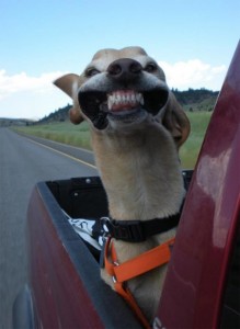 Stupid Dog Face