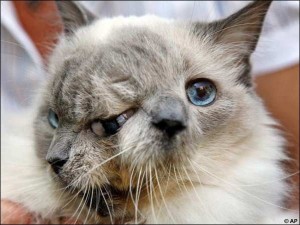 Two Headed Animals - Frank & Louie - 12 Years Old