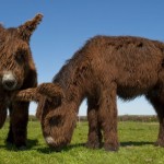 Baudet de Poitou donkeys - reintroduction