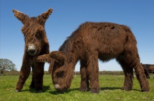 Baudet de Poitou donkeys - reintroduction