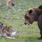 Bear Vs Wolf